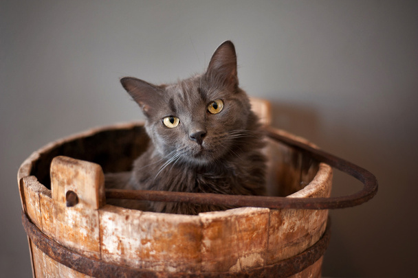 Gato gris de Nebelung en cubo de madera
 - Foto, imagen