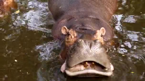hippopotamus in the river - Footage, Video