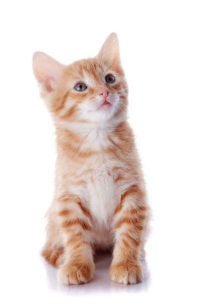 Red striped small kitten. - Fotó, kép