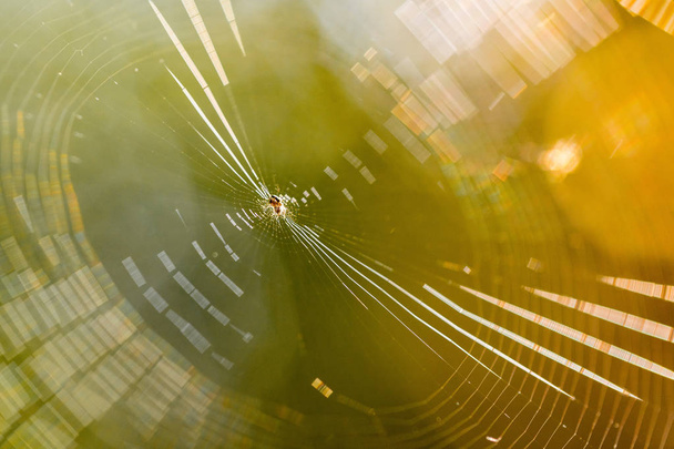 Bela teia de aranha ao sol. Foto macro. Fechar
 - Foto, Imagem