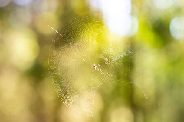 Gün ışığında güzel örümcek ağı. Makro fotoğraf. Yakın çekim - Fotoğraf, Görsel