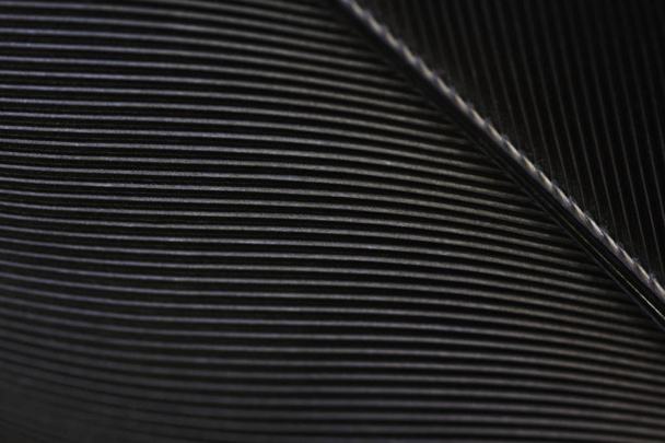 Black Raven Feather Macro Detail Frame - Photo, Image