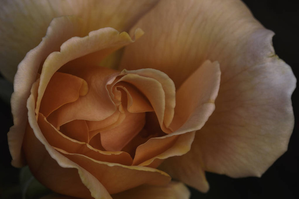 Персик троянди квітка голову цвітіння (Rosa SP.), Південно-Африканська Республіка - Фото, зображення