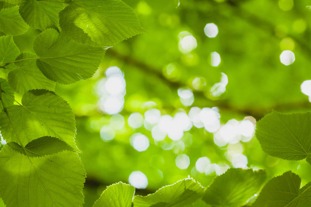sun through the green leaves - Photo, image