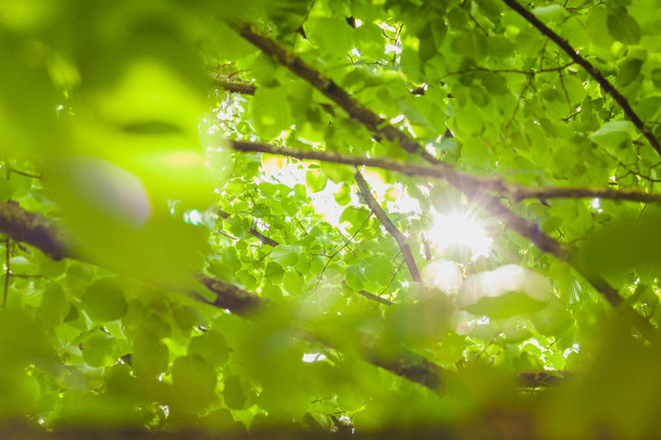 sun through the green leaves - Photo, image