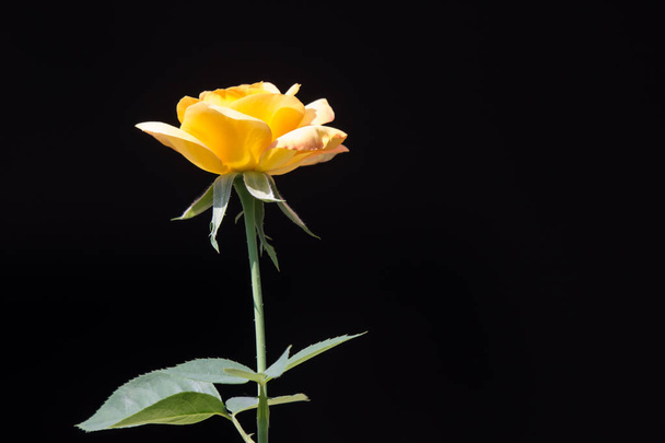 Κίτρινο τριαντάφυλλο - Φωτογραφία, εικόνα
