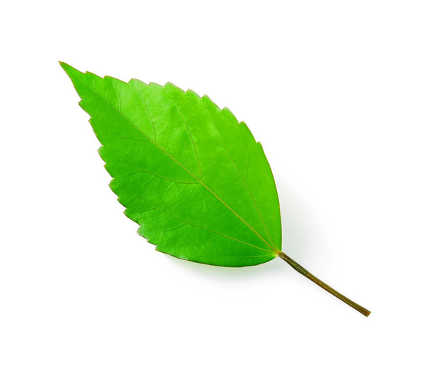 Green leaves on white background. - Photo, Image
