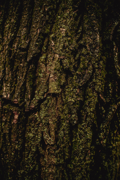 tree bark structure, full frame - 写真・画像