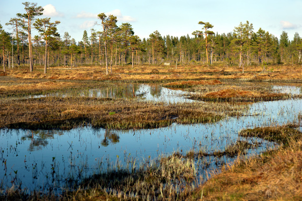 スウェーデンの沼 - 写真・画像