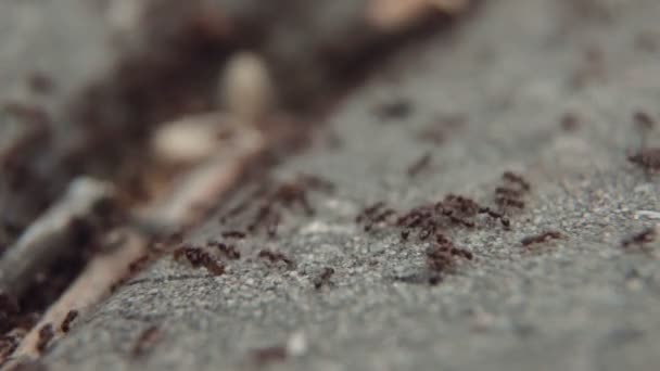 Życie kolonii mrówek - Materiał filmowy, wideo