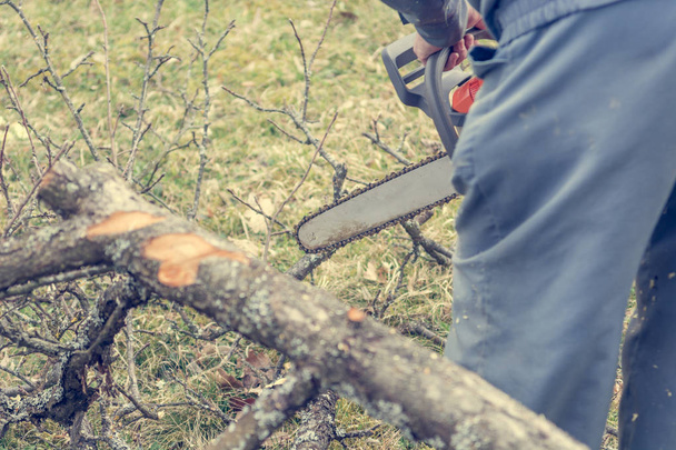 Работник с помощью цепной пилы и резки ветвей деревьев
. - Фото, изображение