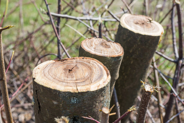 Troncos de árboles cortados en primavera
 - Foto, imagen