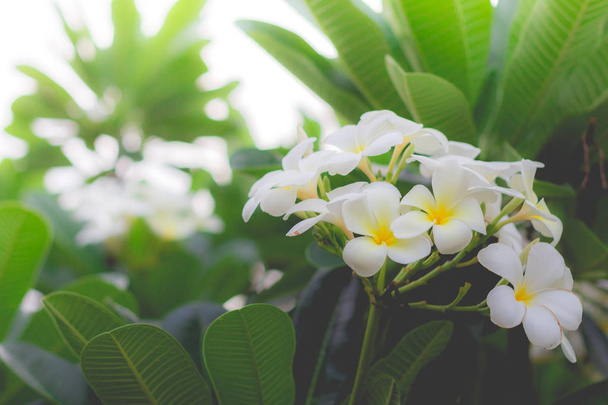 Λευκό Plumeria ή frangipani. Γλυκό άρωμα από άσπρα Plumeria fl - Φωτογραφία, εικόνα