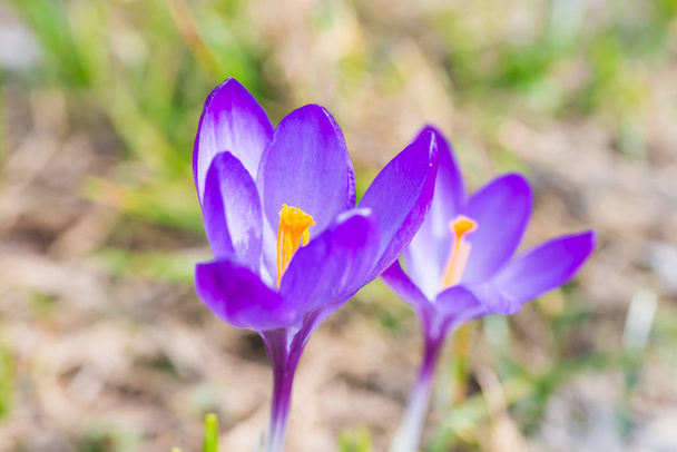 ソフトの背景を持つ春すみれ色の花クロッカスのマクロ撮影 - 写真・画像