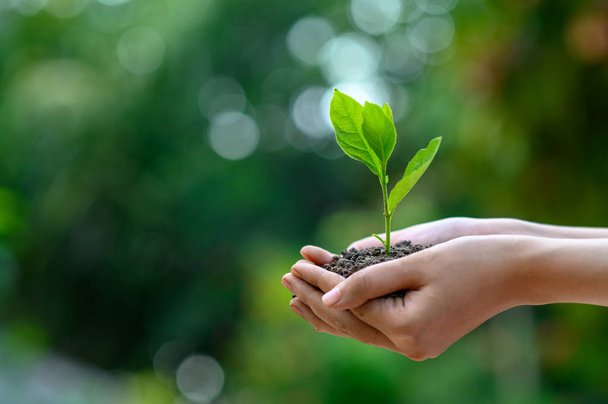 День Земли в руках деревьев, выращивающих саженцы. Боке зеленый фон Женская рука держит дерево на природе трава Концепция сохранения леса - Фото, изображение