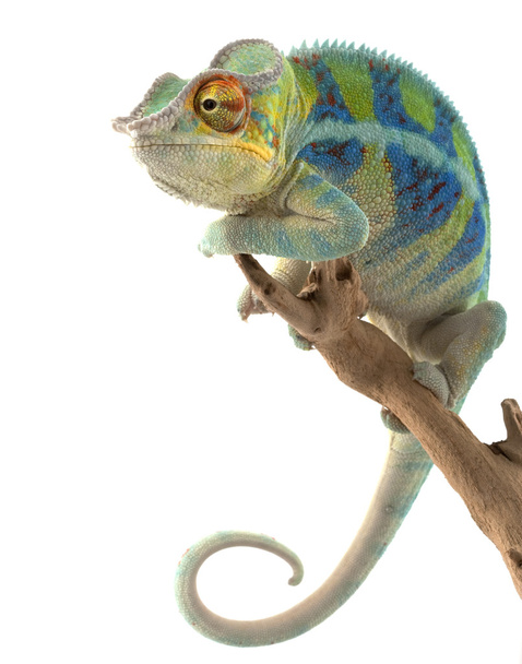 ambanja panter chameleon - Fotografie, Obrázek