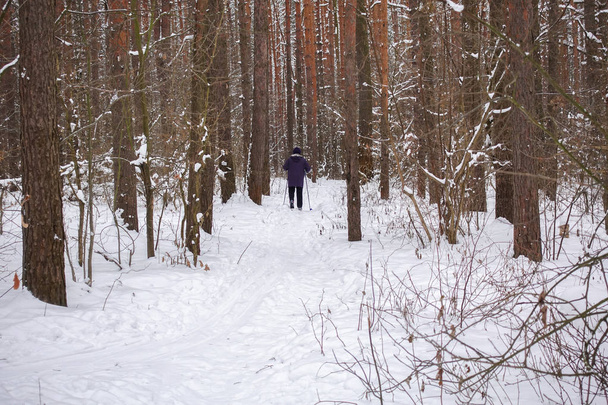 skier in a winter forest - Photo, Image