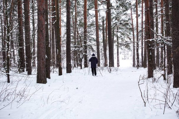 Sciatore in una foresta invernale
 - Foto, immagini