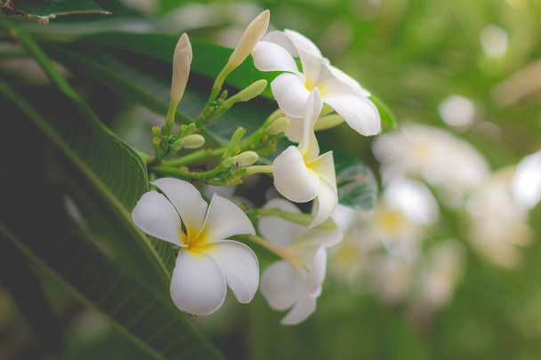 白のプルメリアやフランジパニ。甘い白いプルメリアのフロリダからの香り - 写真・画像
