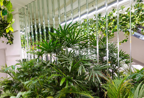 Modern interior design with indoor plants. - Foto, imagen
