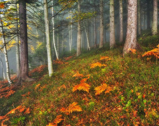 autumn forest. Fairy foggy forest. picturesque morning - Photo, Image
