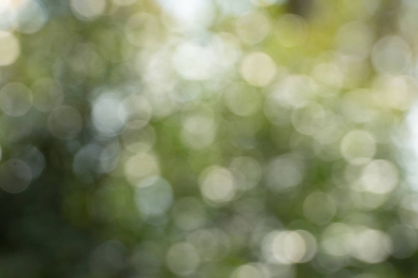 Zelená bokeh mimo zaostření pozadí z přírodního lesa - Fotografie, Obrázek