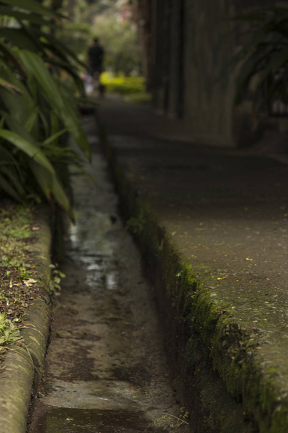 Persona y mascota caminando hacia un tnel en una acera hmeda y verde simboliza la muerte y la vida - Фото, изображение