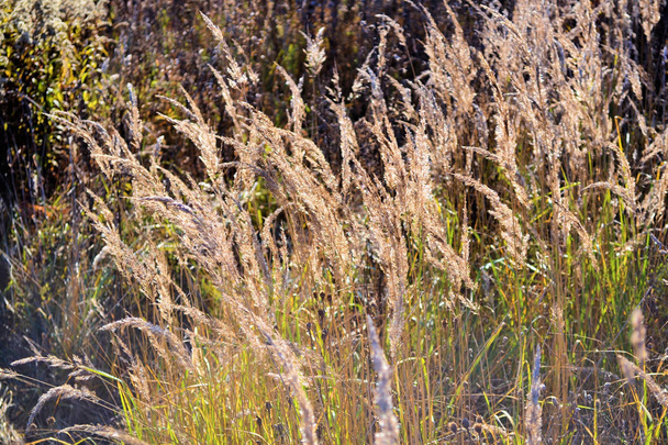mooie achtergrond met pluizig droog gras in de herfst veld - Foto, afbeelding