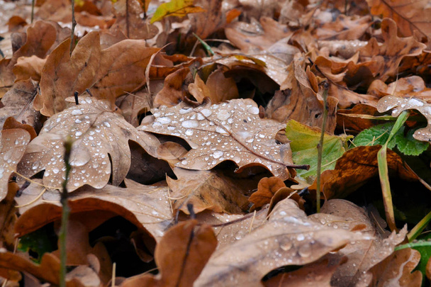 Rovere autunno foglie cadute primo piano con gocce di pioggia. Sfondo autunno
. - Foto, immagini