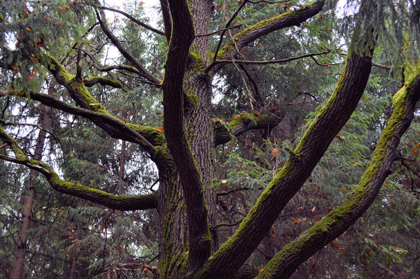 暗い秋の森の中に葉のない大きな苔(オーク)の枝 - 写真・画像