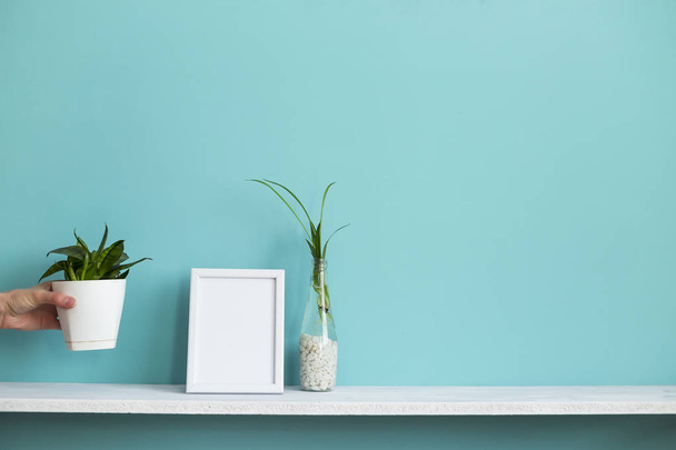 Μοντέρνα διακόσμηση δωμάτιο με Ματούρα καρέ εικόνα. Λευκό ράφι έναντι παστέλ τυρκουάζ τοίχο με μοσχεύματα φυτό αράχνη στο νερό και το χέρι βάζοντας το φυτό φίδι. - Φωτογραφία, εικόνα