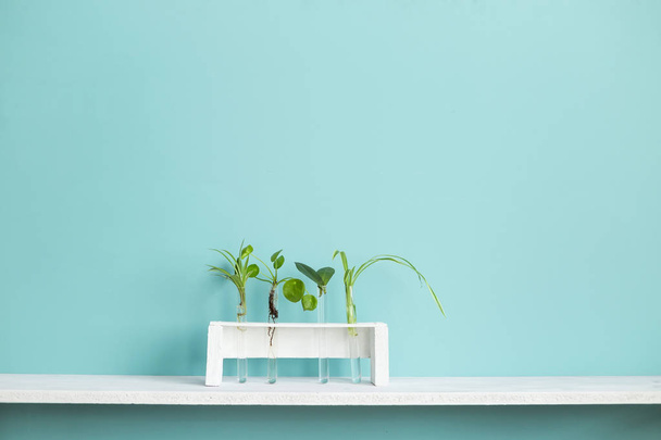moderne Raumdekoration. weißes Regal vor pastelltürkisfarbener Wand mit Sammlung verschiedener Reagenzgläser für Pflanzenstecklinge. - Foto, Bild