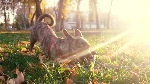 proprietario cammina con il cane nel parco. Cane gioca con bastone nel parco in abbagliamento del sole al tramonto. Cura e formazione degli animali domestici
. - Filmati, video