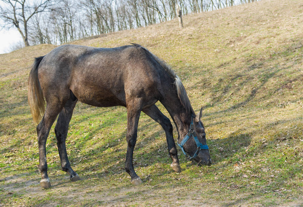 Молодой конь пасет первую свежую траву на весеннем пастбище
 - Фото, изображение