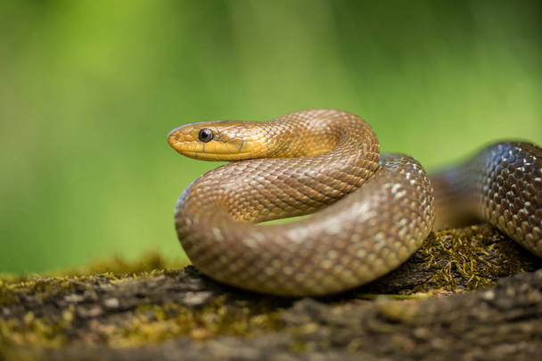 Эскулапская змея Zamenis longissimus в Чехии
 - Фото, изображение
