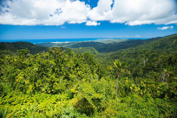 Wild rainforest in Puerto Rico - 写真・画像