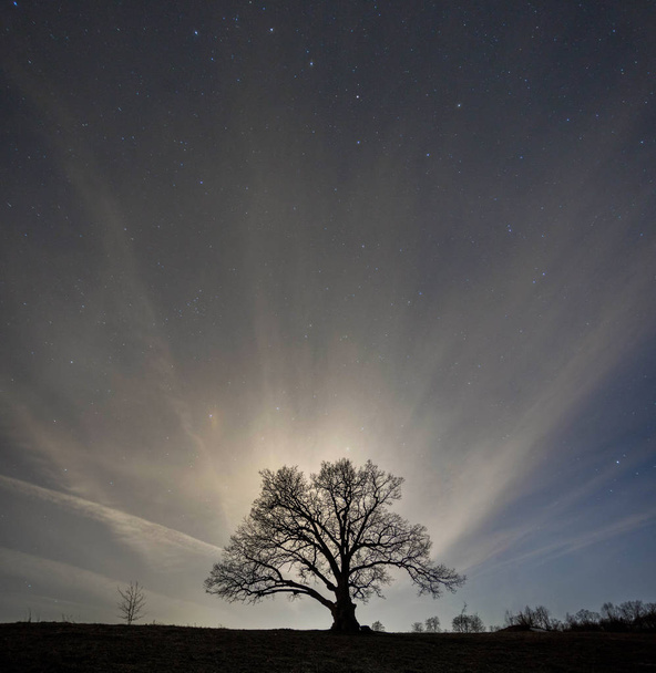 la silueta de un gran árbol viejo bajo el cielo estrellado. Región de Leningrado. Rusia
 - Foto, imagen