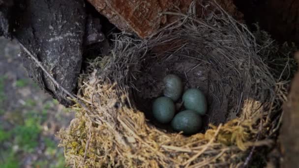 Blackbird's nest with blue eggs on a tree close up - Séquence, vidéo