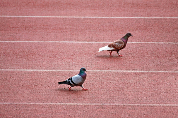 Colombo y una paloma durante una carrera de pista
 - Foto, imagen