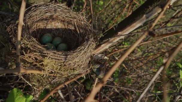 Blackbird's nest with blue eggs on a tree close up - Záběry, video