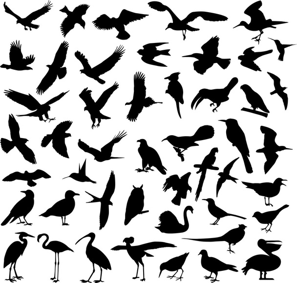 Big collection of birds - Vector, Image
