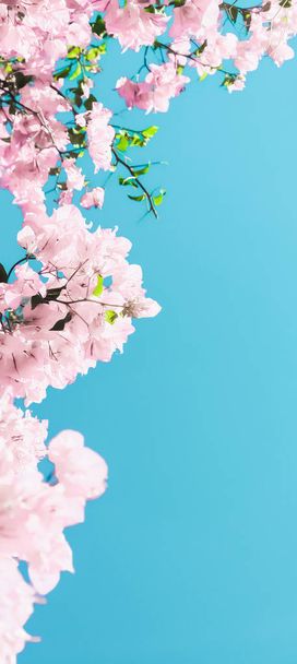 Παστέλ ροζ ανθισμένα λουλούδια και μπλε ουρανό σε ένα όνειρο κήπο, Φλό - Φωτογραφία, εικόνα