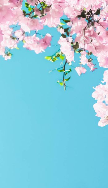 Pastellrosa blühende Blumen und blauer Himmel in einem Traumgarten, flo - Foto, Bild