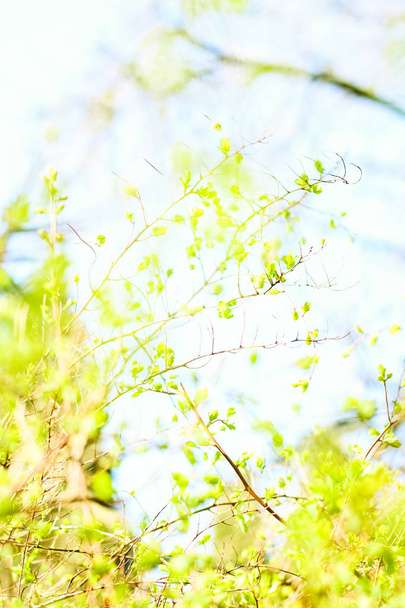 Zielone liście wiosną, tło przyrodnicze - Zdjęcie, obraz