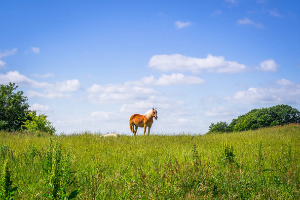Brown horse walking on an idyllic green field - Photo, Image