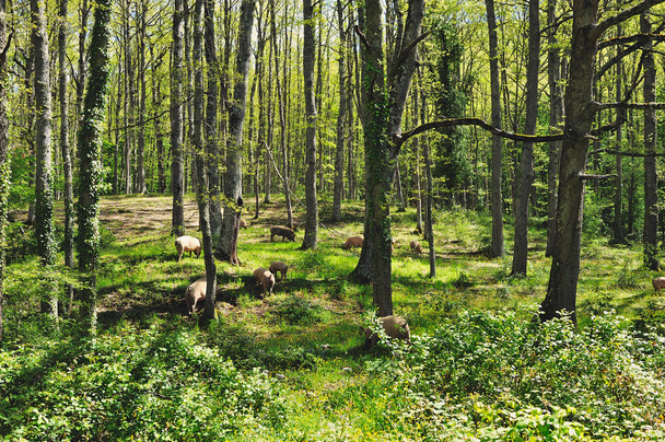 Herd of italian pigs eating acorns of oaks in the forest - Фото, изображение