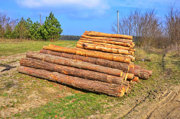 Pine packs in grote stapels - Foto, afbeelding