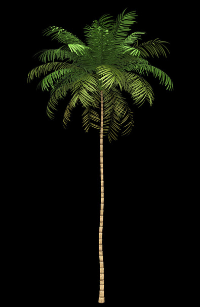 Palmier Areca isolé sur fond noir
 - Photo, image