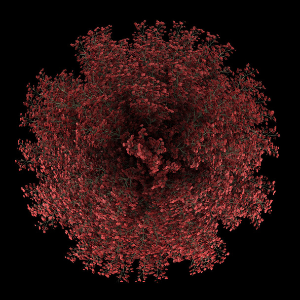 ylhäältä näkymä punainen vaahtera puu eristetty mustalla pohjalla
 - Valokuva, kuva