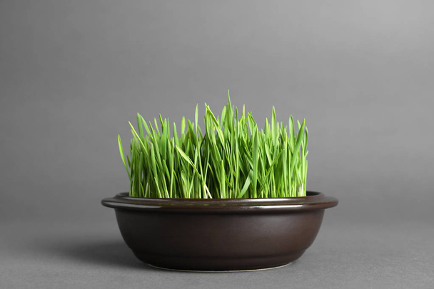 Bowl with fresh wheat grass on grey background - 写真・画像